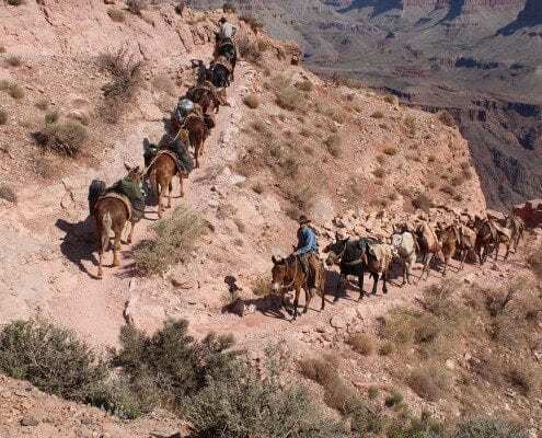 Mules on Kiabab Trail Grand Canyon