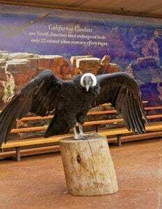 Condor Encounter Live Bird Show Grand Canyon