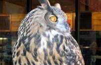 Canyon Wildlife & Vegetation