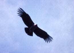 Grand Canyon Condor