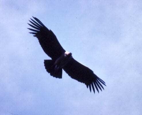 Grand Canyon Condor