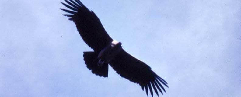 Grand Canyon Condor