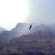 Grand Canyon Bird