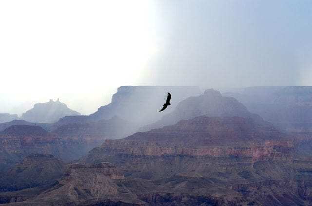 grand_canyon_bird Grand Canyon Bird