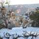 Grand Canyon Winter