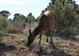 Grand Canyon Facts and Tips When Watching Wildlife