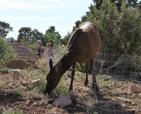 Grand Canyon Facts and Tips When Watching Wildlife