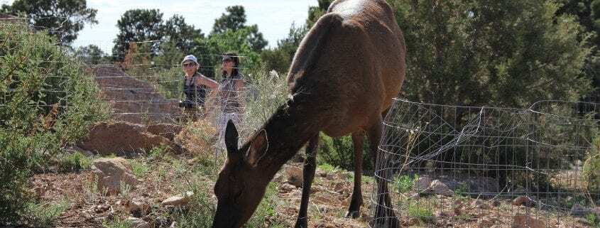 Grand Canyon Facts and Tips When Watching Wildlife