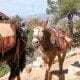 Pack Mules are the Backbone of Travel throughout the Grand Canyon