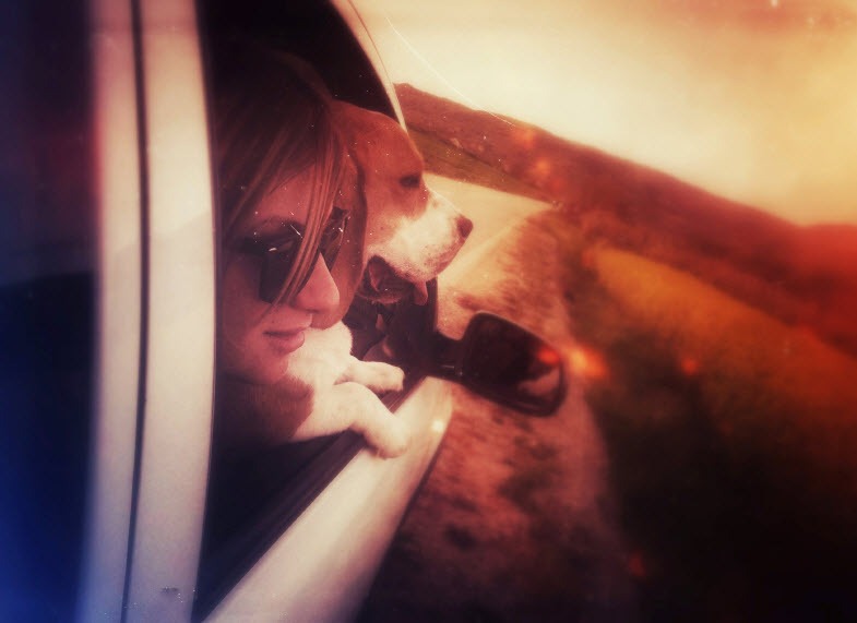 Grand Canyon Road Trip with Dog