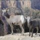 Grand Canyon Goat Sheep