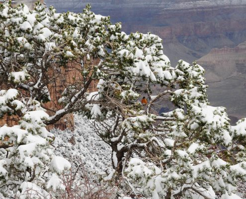 Grand Canyon Winter