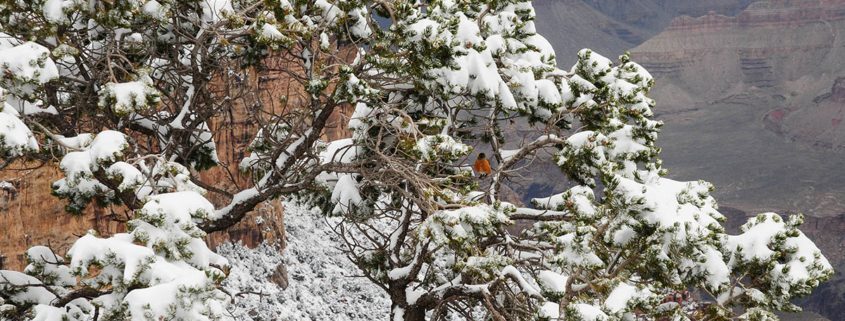 Grand Canyon Winter