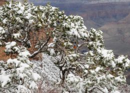 Grand Canyon Winter