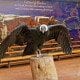 Confor Encounter Live Bird Show Grand Canyon