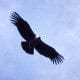 Grand Canyon Condor