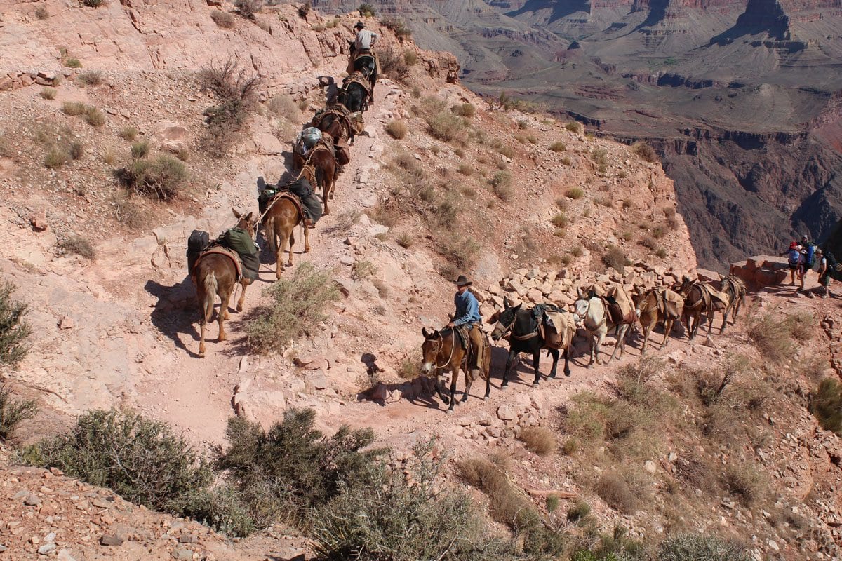 Mules on Kiabab Trail Grand Canyon
