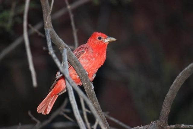 Grand Canyon Bird Grand Canyon Bird