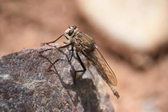 Grand Canyon Insect Grand Canyon Insect