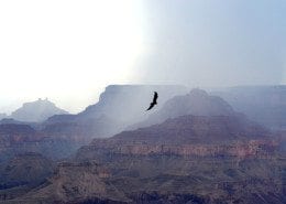 Grand Canyon Bird
