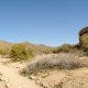 Saguaro National Park