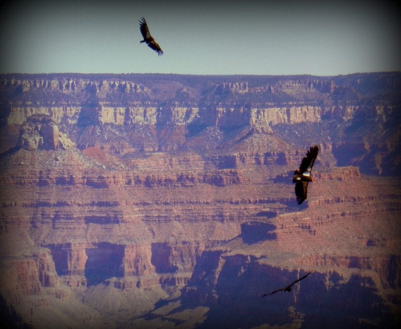 California Condors