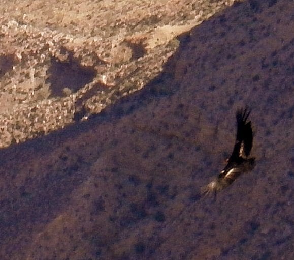 California Condors