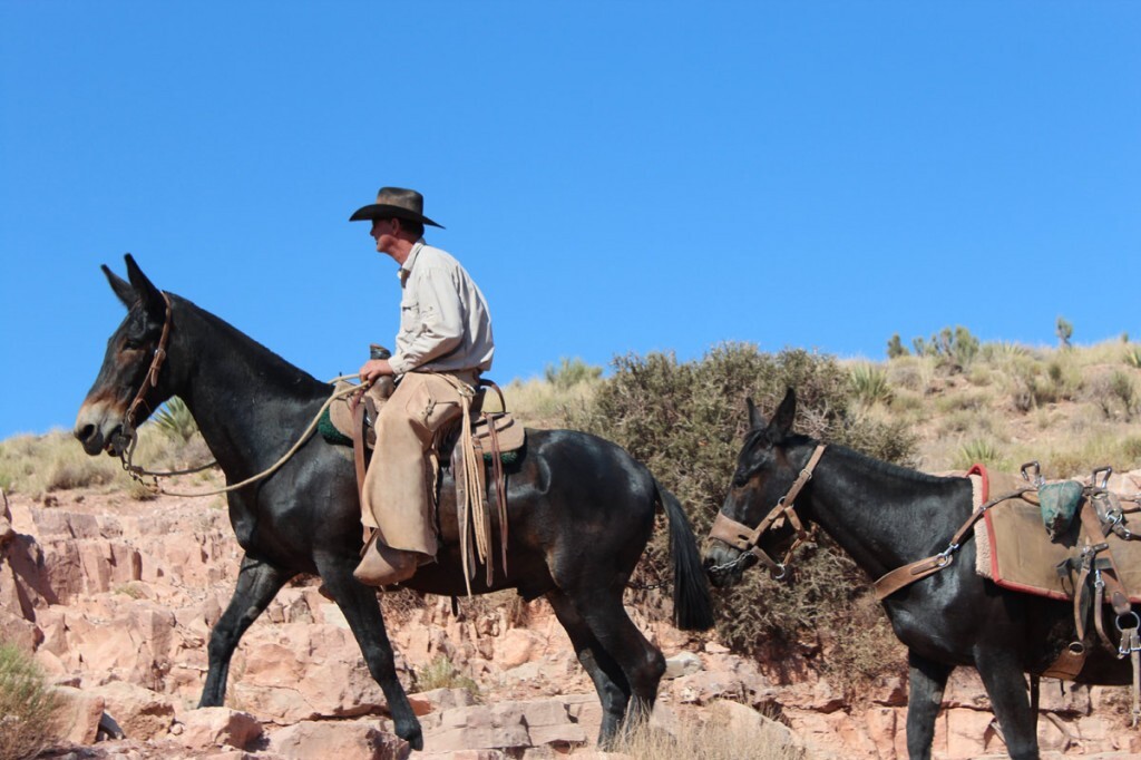 Horse on Kiabab Trail Grand Canyon Horse on Kiabab Trail Grand Canyon
