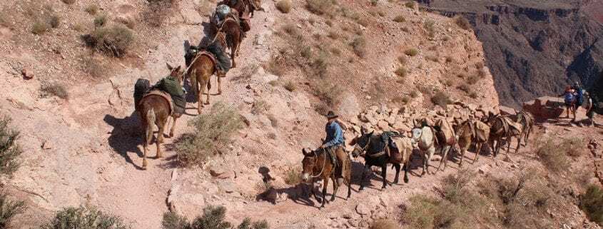 Mules on Kiabab Trail Grand Canyon