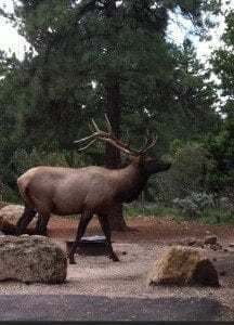 Grand Canyon Elk