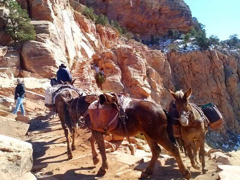 Grand Canyon Mule Trail