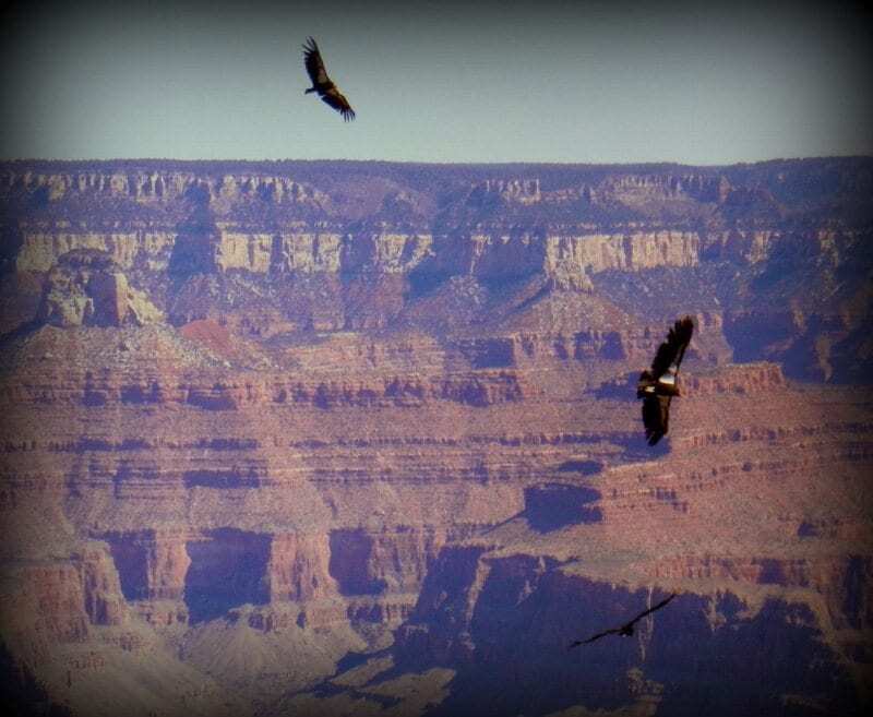 California Condors