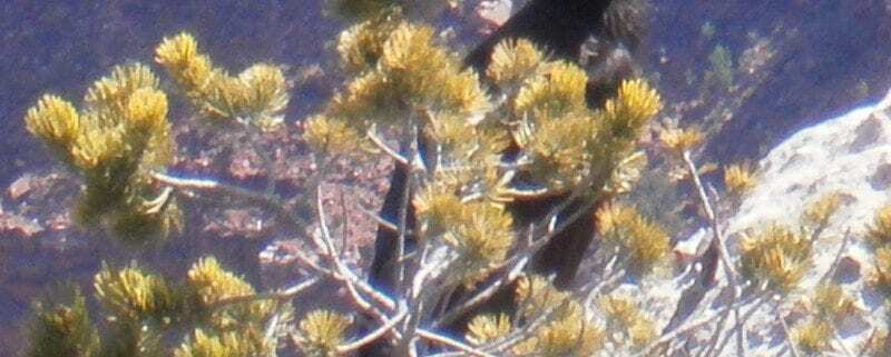 California Condor bird
