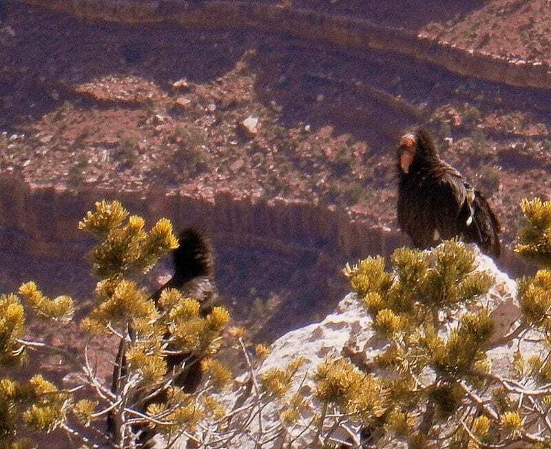 California Condors