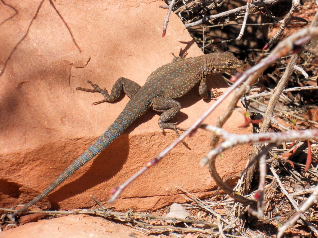 Watch out for the Wildlife