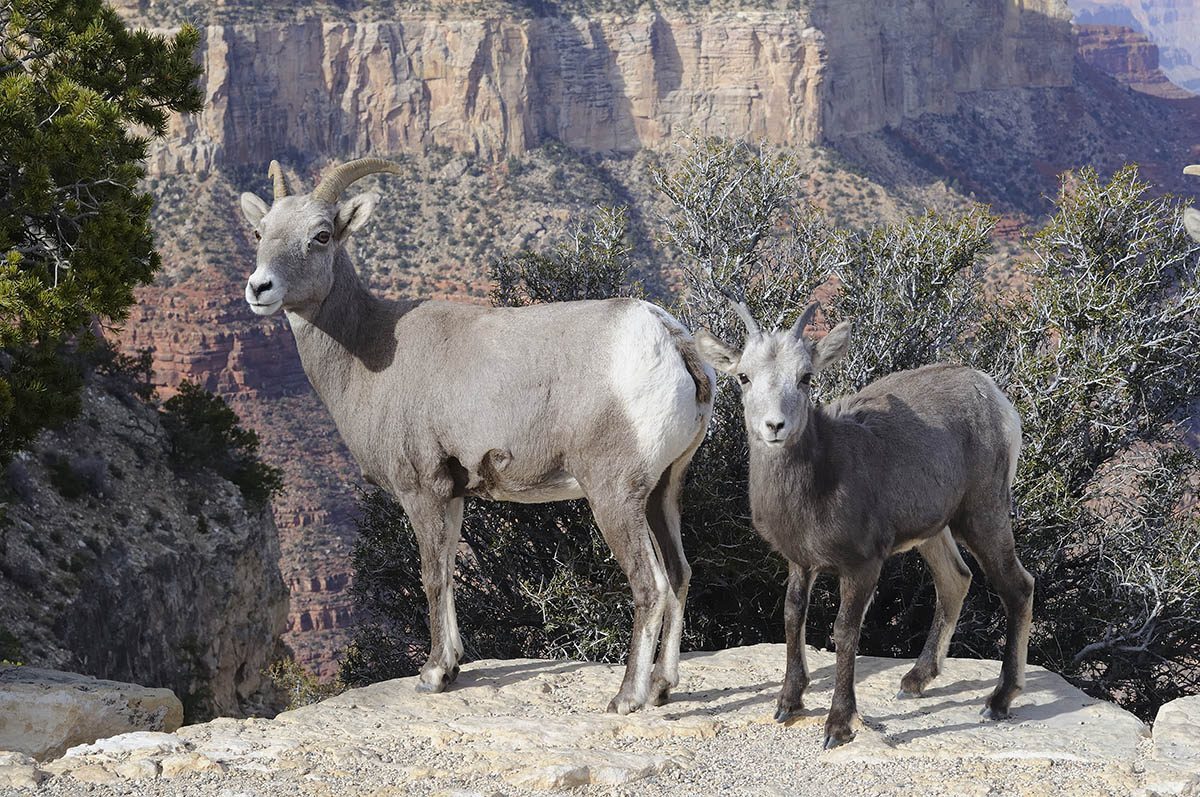 Grand Canyon Goat Sheep